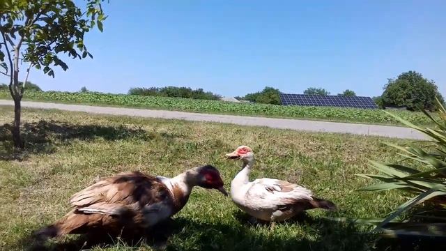 Отличный день - Пастуха! 🙋 Разговор с Утками, под полящим Солнцем! 🌞 смотреть онлайн