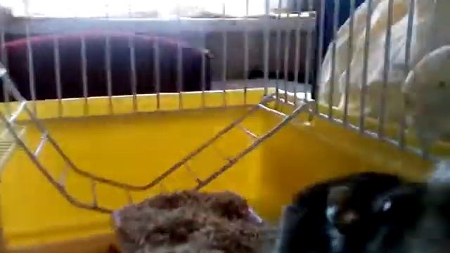 У хомяков Максы и Шустры смотреть онлайн