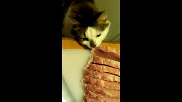 котовим мясо смотреть онлайн