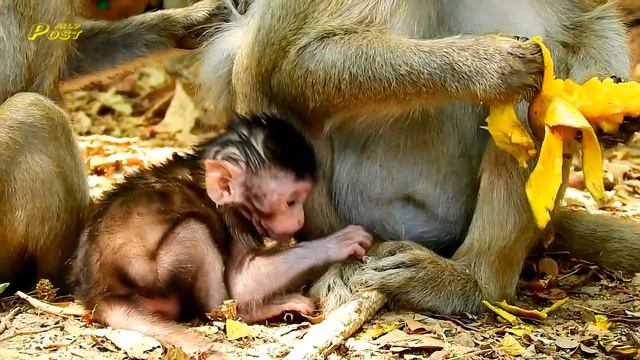 So Sweet! Aliza monkey gives sister Allie cool hug, Mum Ava nurses & grooms Aliza смотреть онлайн