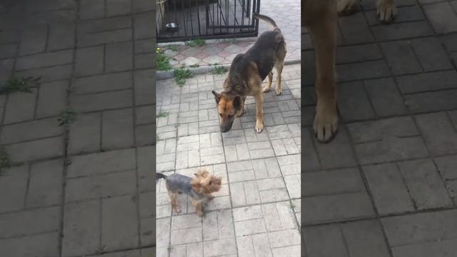 Йорк угрожает Овчарке смотреть онлайн