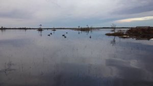 Охота на гусей в Сибири.