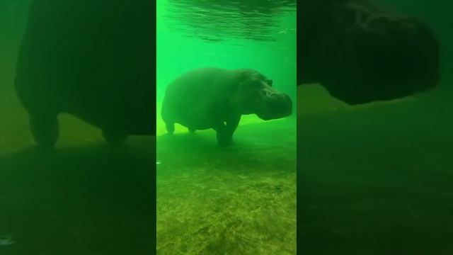 Щелкунчик в сафари парк #dubaisafaripark#бегемоттанцует смотреть онлайн