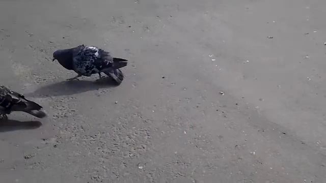 голубь гонятся за голубём смотреть онлайн