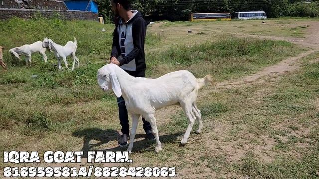 IQRA GOAT FARM KA KAMAL KA BREEDER | OR BEHETREEN FEMALE | URAN NAVI MUMBAI @msqvlogs5186 смотреть онлайн