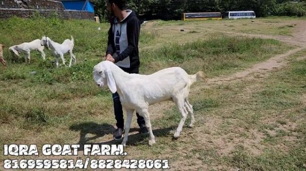 IQRA GOAT FARM KA KAMAL KA BREEDER | OR BEHETREEN FEMALE | URAN NAVI MUMBAI @msqvlogs5186