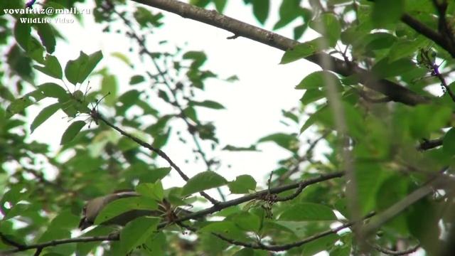 Coccothraustes Coccothraustes Hawfinch, Дубонос смотреть онлайн