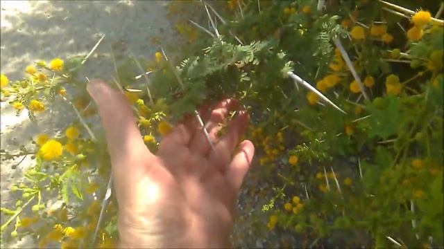 Иглы смотреть онлайн