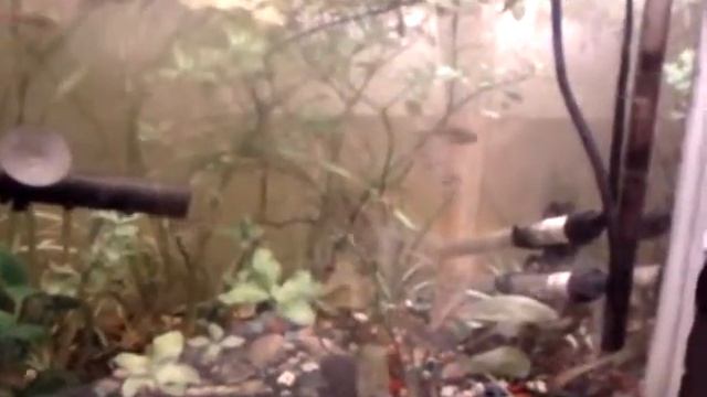 гуппи на работе смотреть онлайн