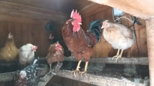 Курятник в снегу смотреть онлайн