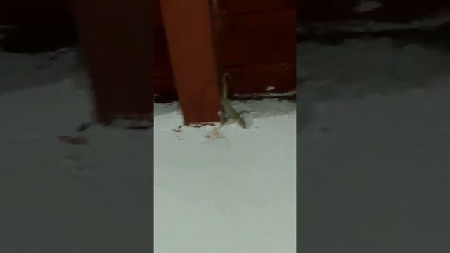MATING OF MALE AND FEMALE LIZARDS смотреть онлайн