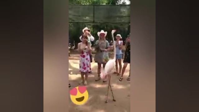 Веселые животные