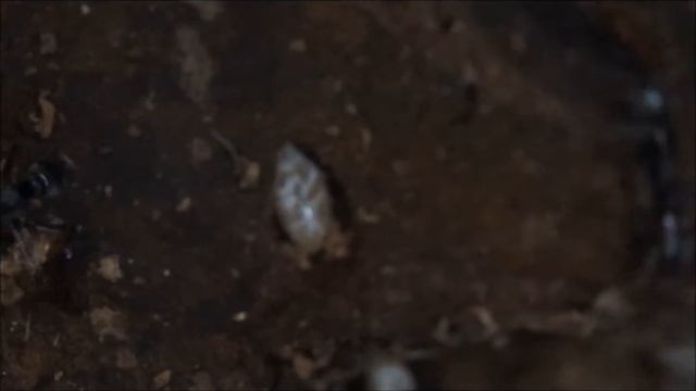 왕침개미 흰개미 사냥 2 смотреть онлайн