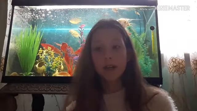 Видео про животных.2 часть.Мои рыбки! смотреть онлайн