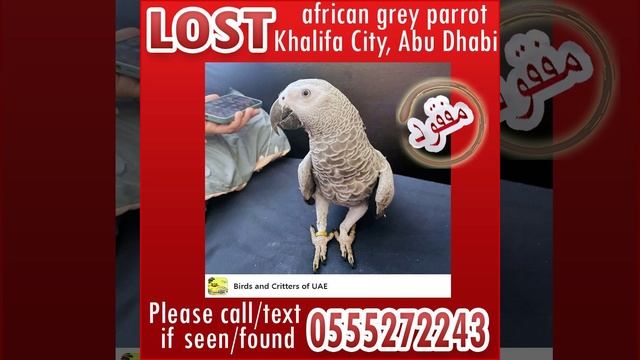 Lost african grey parrot in Abu Dhabi, Khalifa City смотреть онлайн