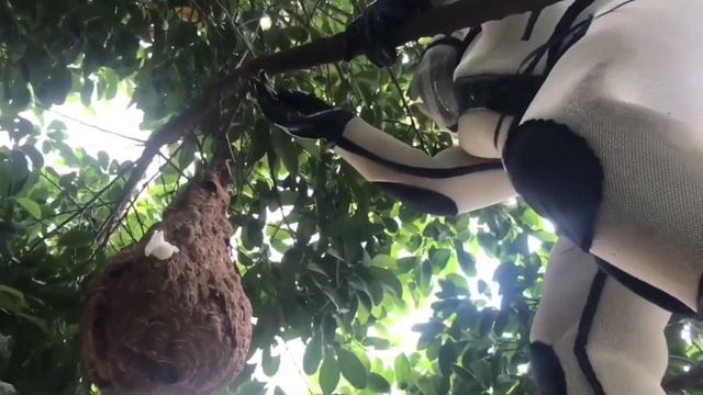 BIG HORNET NEST REMOVAL,VESPA MANDARINIA,GIANT MURDER HORNETS,GET RID OF WASP NEST,YELLOW JACKETS смотреть онлайн