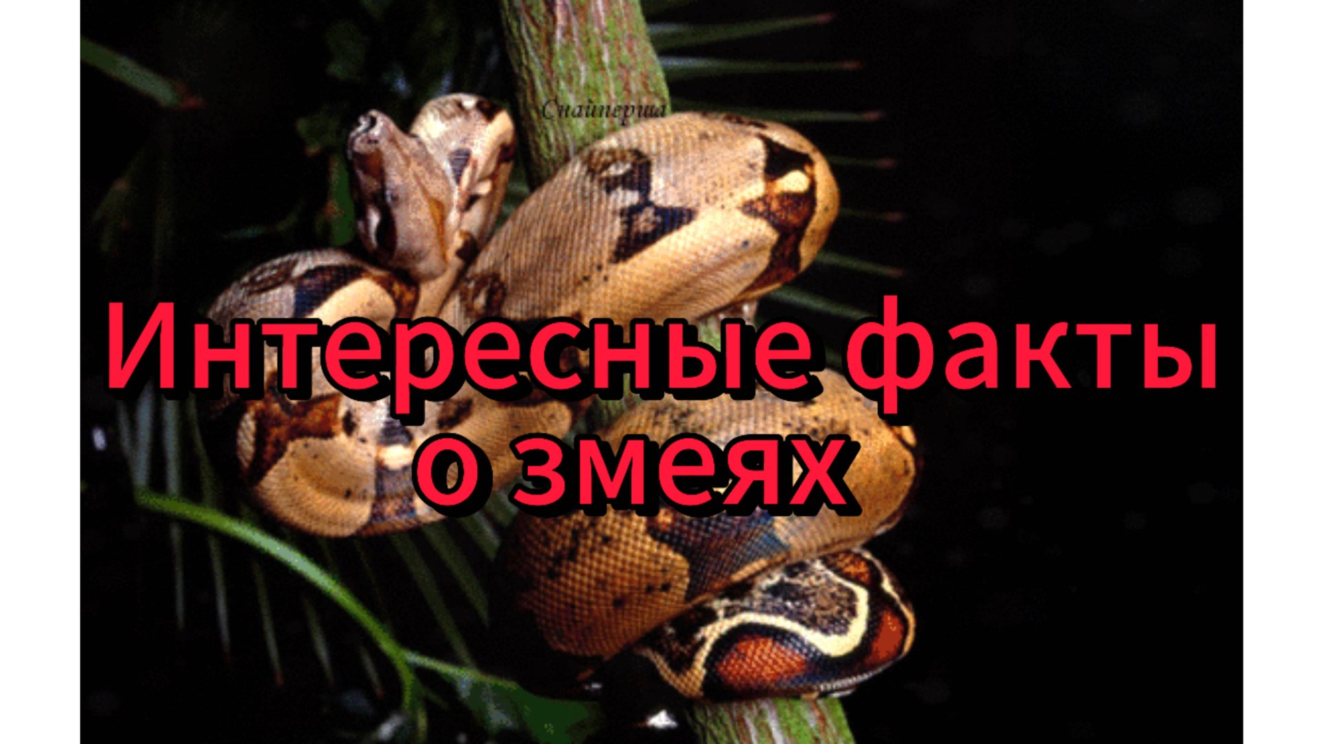 Интересные факты о змеях смотреть онлайн