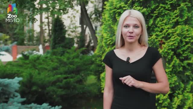 Корм для кошек Royal Canin Renal Feline - Обзор смотреть онлайн