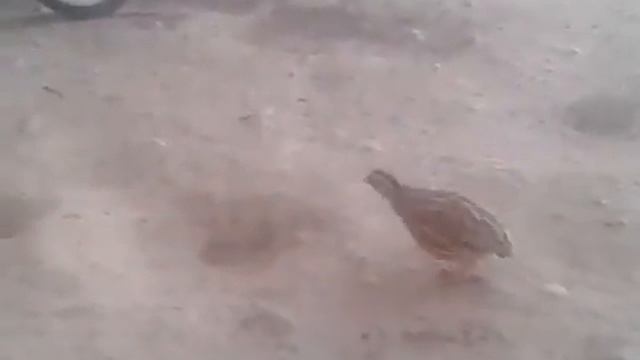 Узбекский перепелов. ( O'zbekiston Sayroqi Bedanasi)