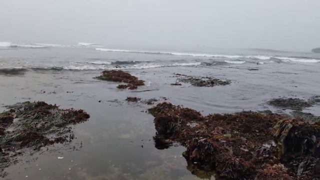 Foraging for purple sea urchins (uni) in Half Moon Bay смотреть онлайн