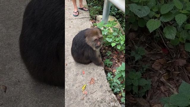 Very Amazing First Day!!old monkey in china 50year смотреть онлайн