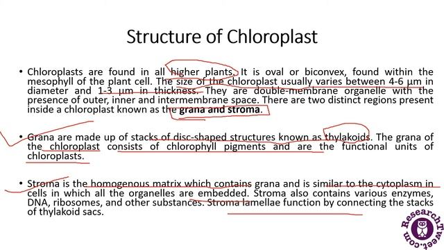 Chloroplast: Definition, Function, Structure, and Location смотреть онлайн