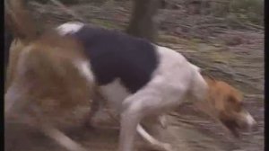 Охота на кабана (ч.1)