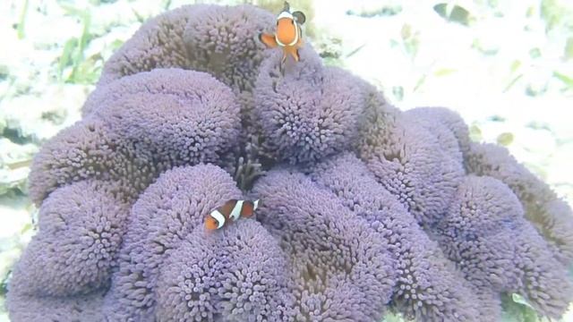 Amphiprion ocellaris in purple carpet anemone - Philippines 2016 смотреть онлайн