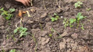 ОЧЕНЬ МНОГО ПОСАДОК В 4 руки! СКОЛЬКО МОЖНО ВСЕГО ВЫРАСТИТЬ В ТЕПЛИЦЕ 3х4?