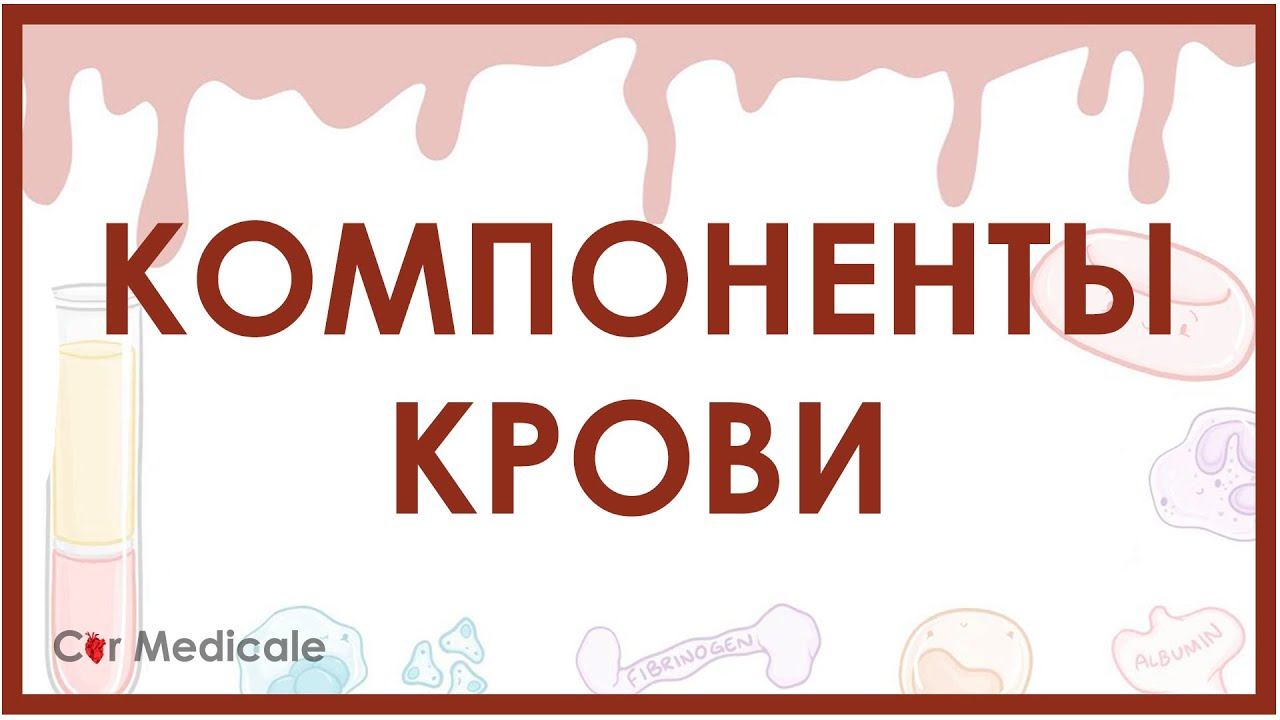 Компоненты крови - из чего состоит кровь? Эритроциты, лейкоциты, плазма и др смотреть онлайн