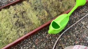 Сеем морковку под мульчу