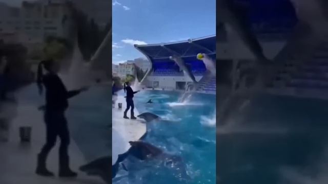 dolphin 🐬 смотреть онлайн