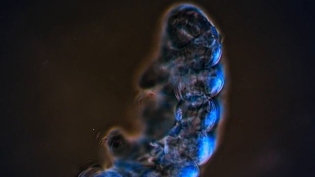 Тихоходка (Тardigradа)