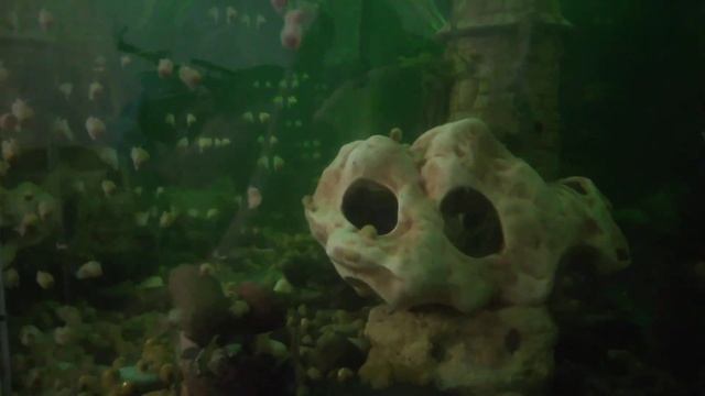 Сом чёрный смотреть онлайн