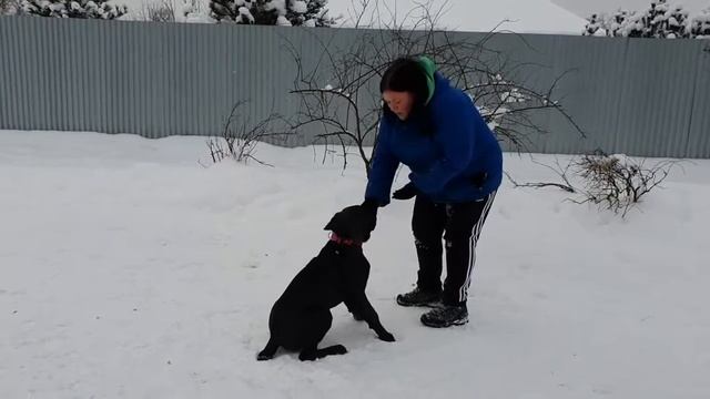 Веселые корсики! Цезарь и Герда смотреть онлайн