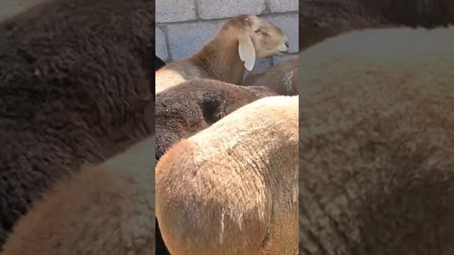 300 мын тг кошкарлар сатылымда адрес:Кордай ☎️ 8 701 775 99 97 смотреть онлайн