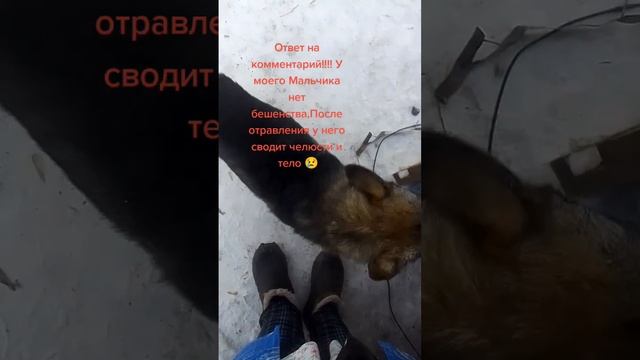Приют для Брошенных животных 🙏☎️💳+ 7 9831072227 смотреть онлайн