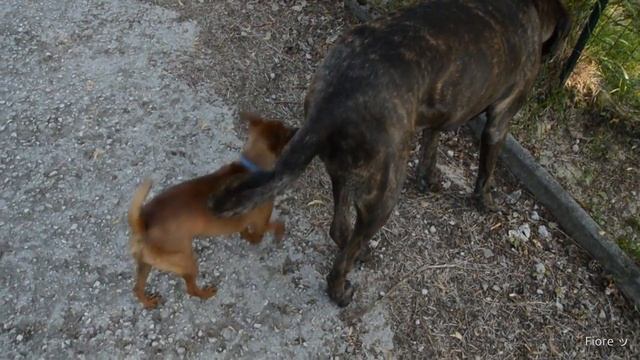 Big dog poops on small dog's face! [HD] (Also Sprach Zarathustra) смотреть онлайн
