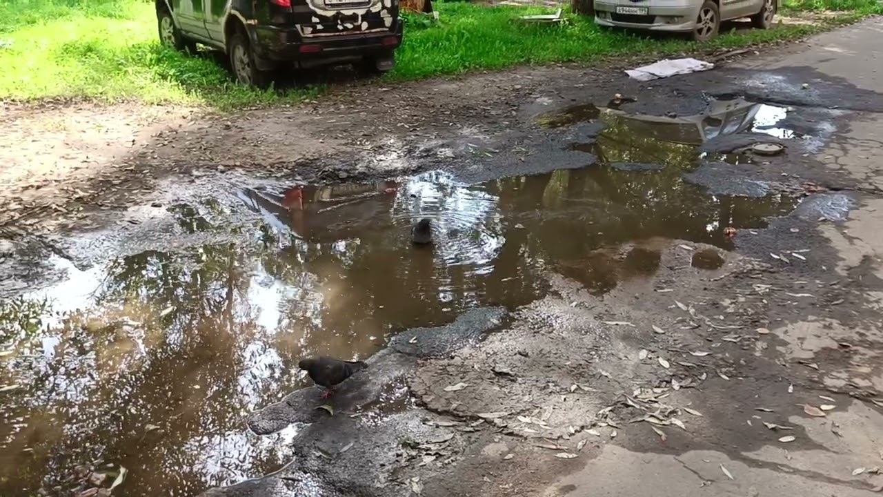 Голуби купаются смотреть онлайн