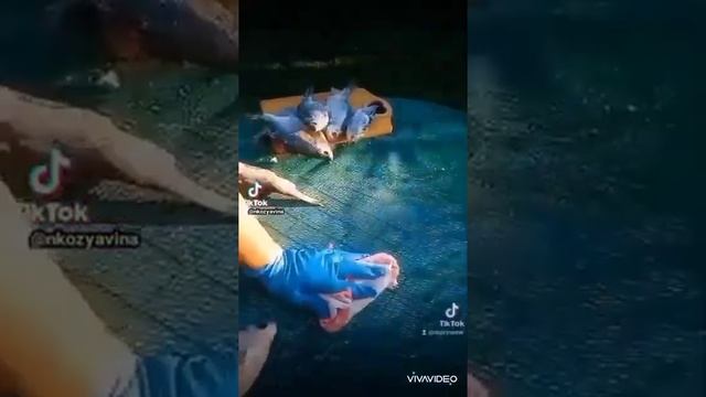 как посолить рыбу без мух смотреть онлайн