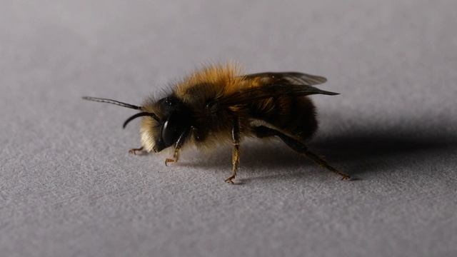 abeille infestee par des acariens (varroa destructor) 4K macro смотреть онлайн