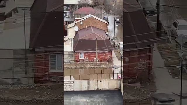 Белый медведь не смог переплыть улицу в Астрахани смотреть онлайн