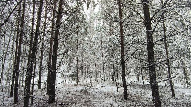 Заснеженный лес. ч.23. Ноябрь 2024 смотреть онлайн