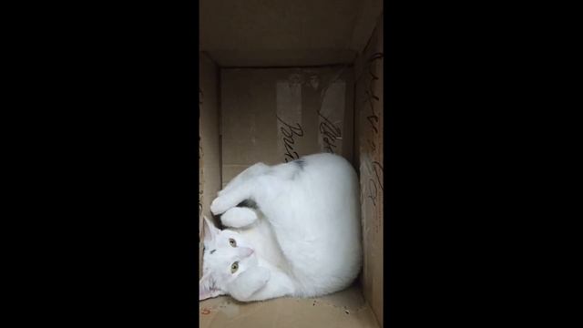 Cat in box смотреть онлайн