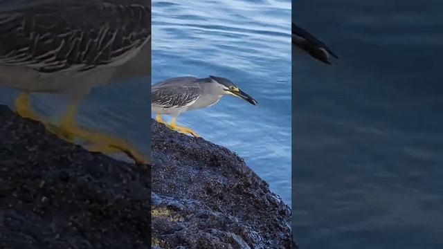 Heron Catching fish #Fish #Fishing #catchingfish смотреть онлайн