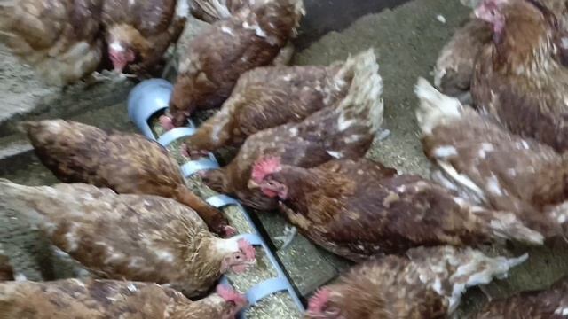 Сделайте это и куры будут нестись зимой смотреть онлайн