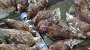 Сделайте это и куры будут нестись зимой