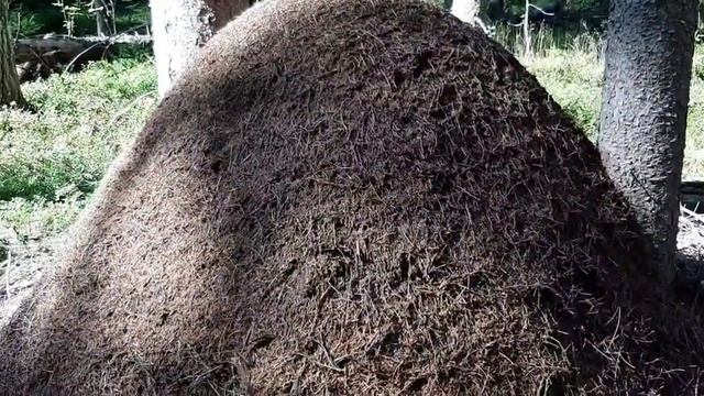 Гигантские Выборгские муравейники смотреть онлайн