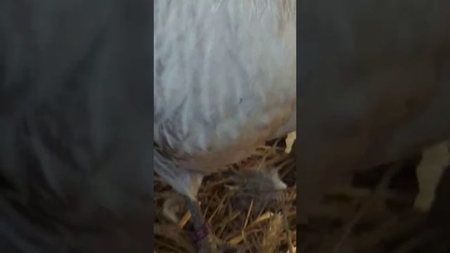 Антверпенская бородатая серебро смотреть онлайн