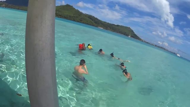 Bora Bora Swimming with Sharks and Sting Rays смотреть онлайн